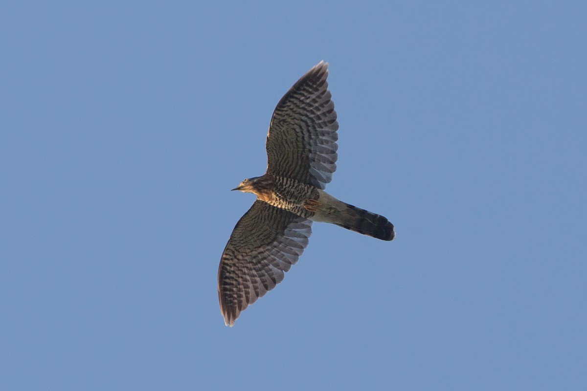 Large Hawk-Cuckoo - Adrian Boyle