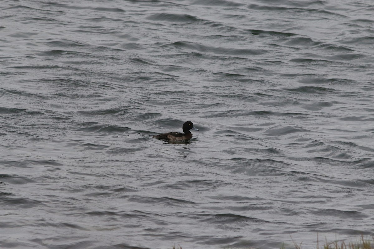 Tufted Duck - ML98010151