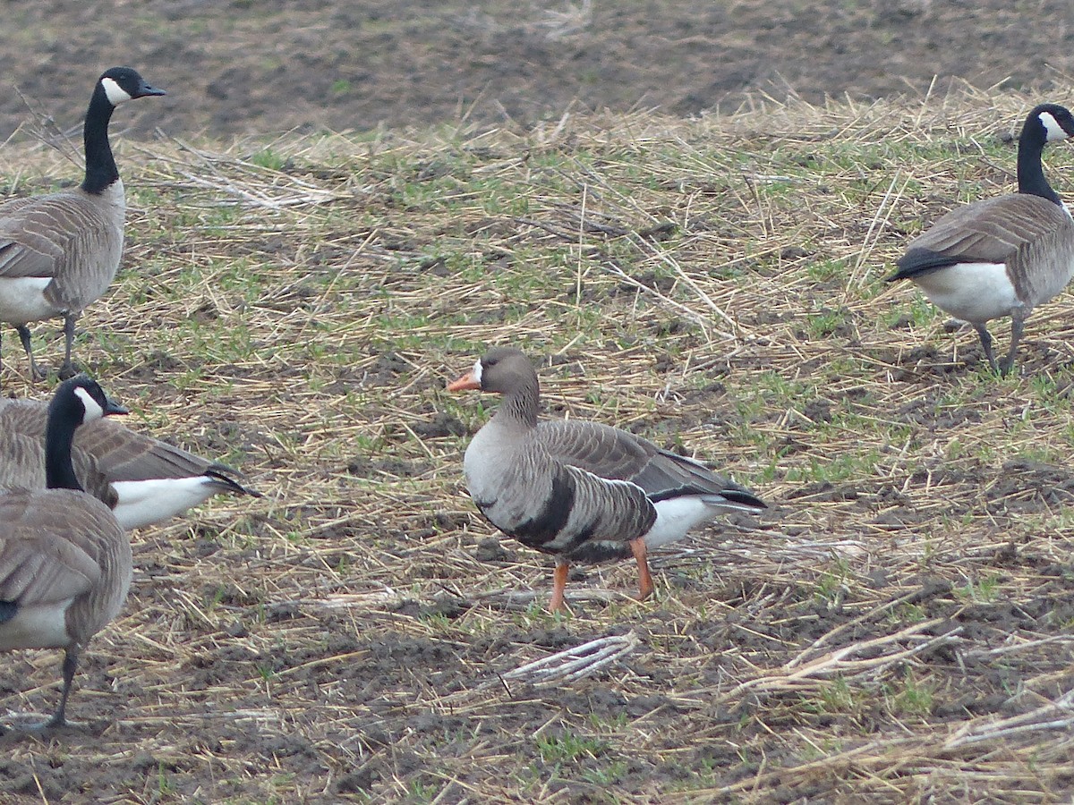 Greater White-fronted Goose - Warren Dunlop