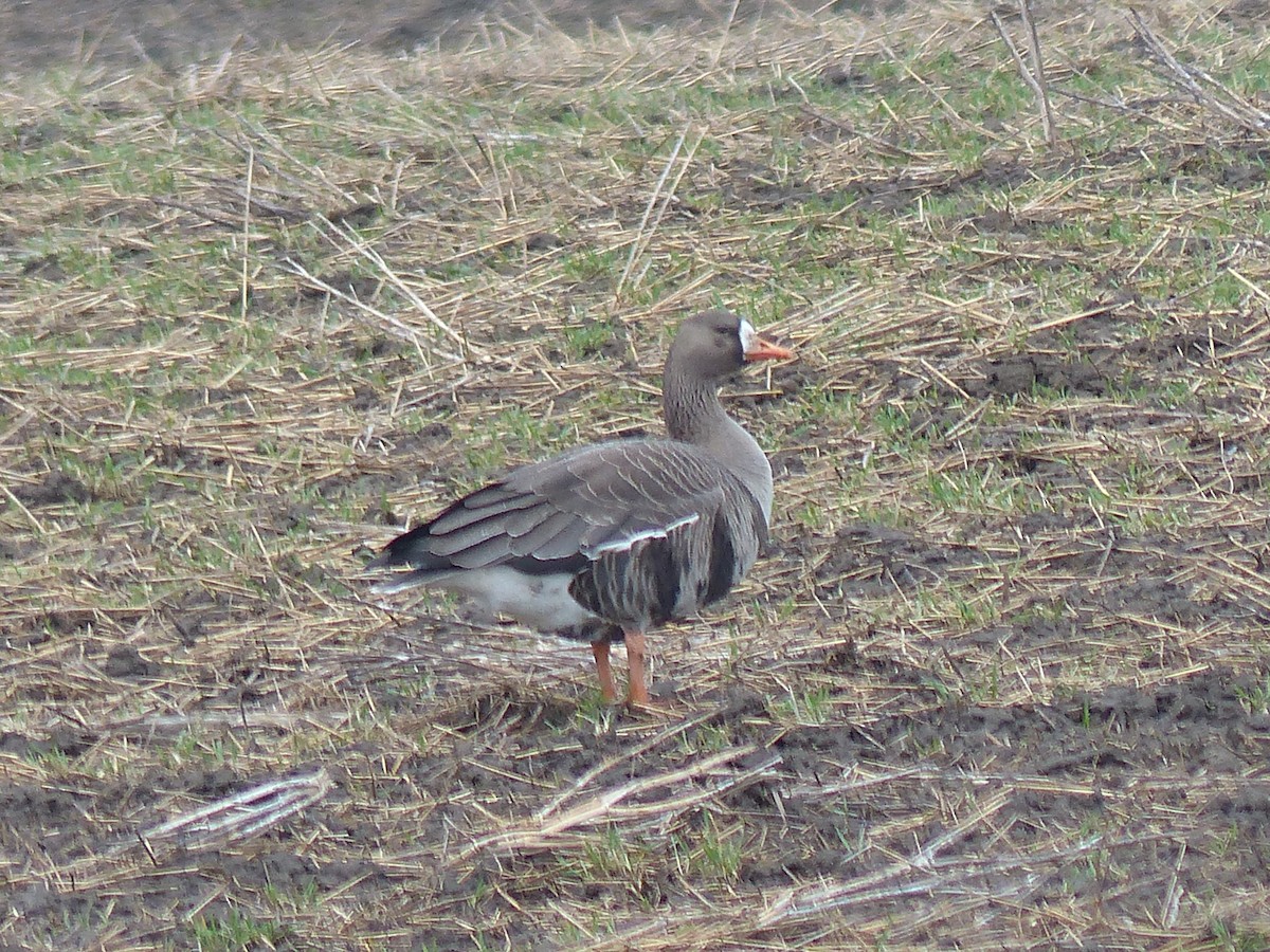 Greater White-fronted Goose - Warren Dunlop
