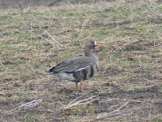 Greater White-fronted Goose, ML98010931