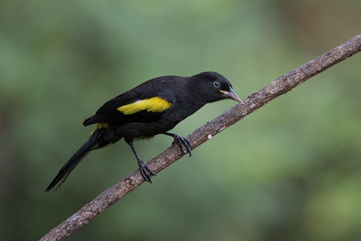 Golden-winged Cacique - Alexandre Gualhanone