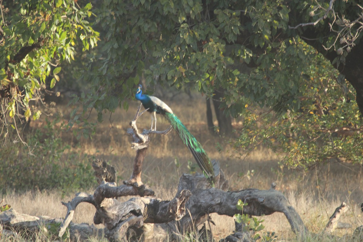 Indian Peafowl - SHARMILA Abdulpurkar
