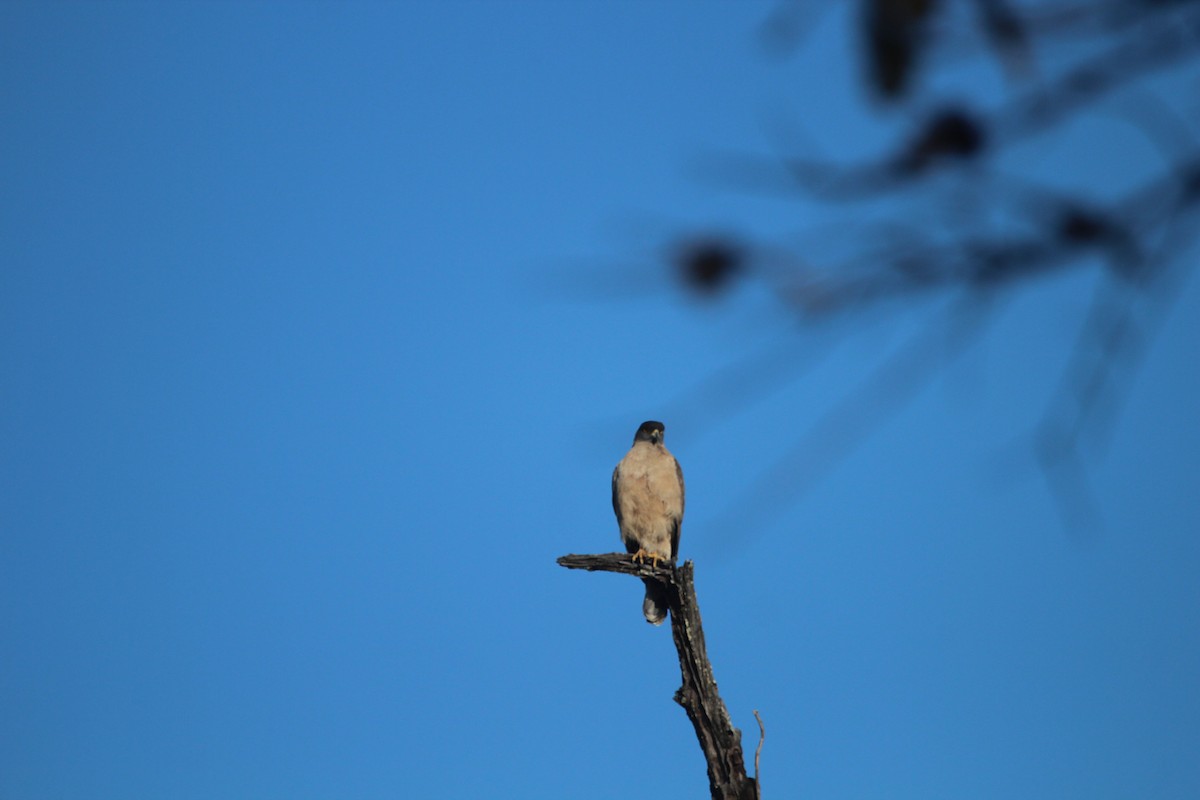 Crested Serpent-Eagle - ML98017681