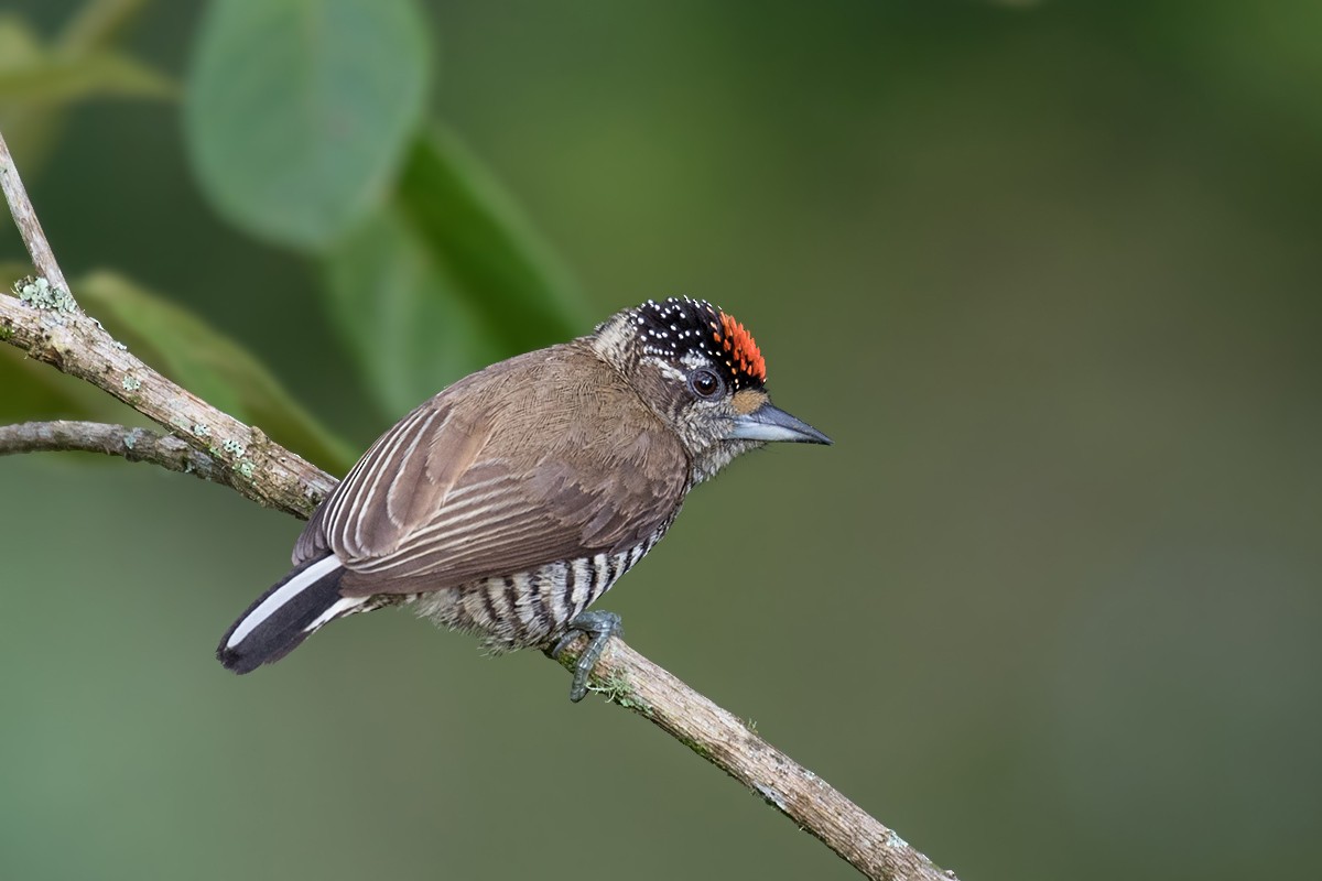 White-barred Piculet - ML98017991