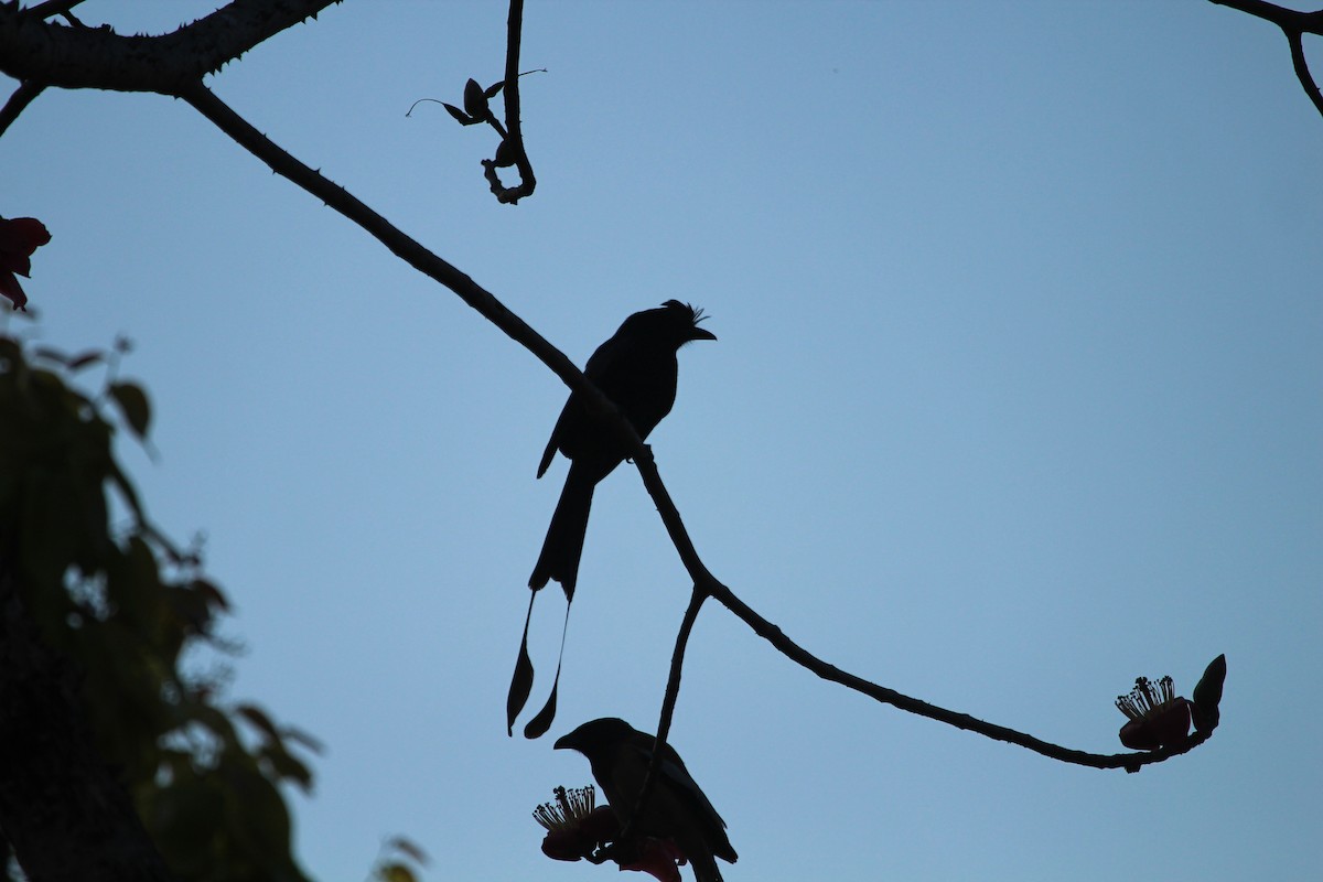 Greater Racket-tailed Drongo - ML98018921