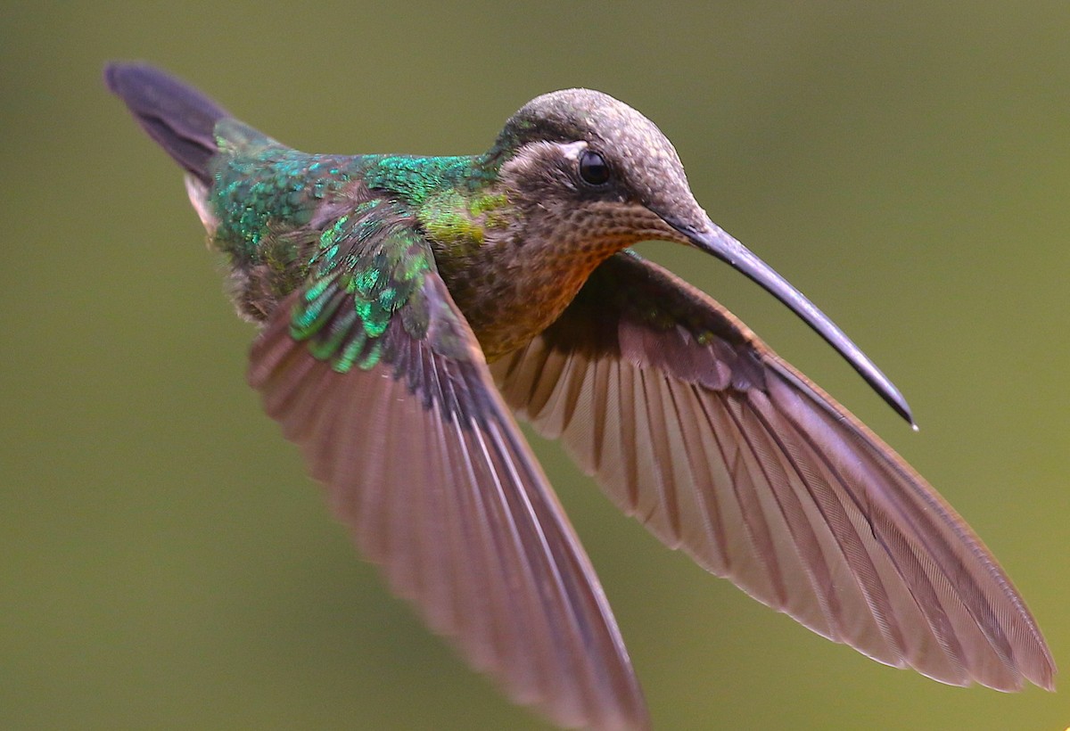 Talamanca Hummingbird - ML98019281