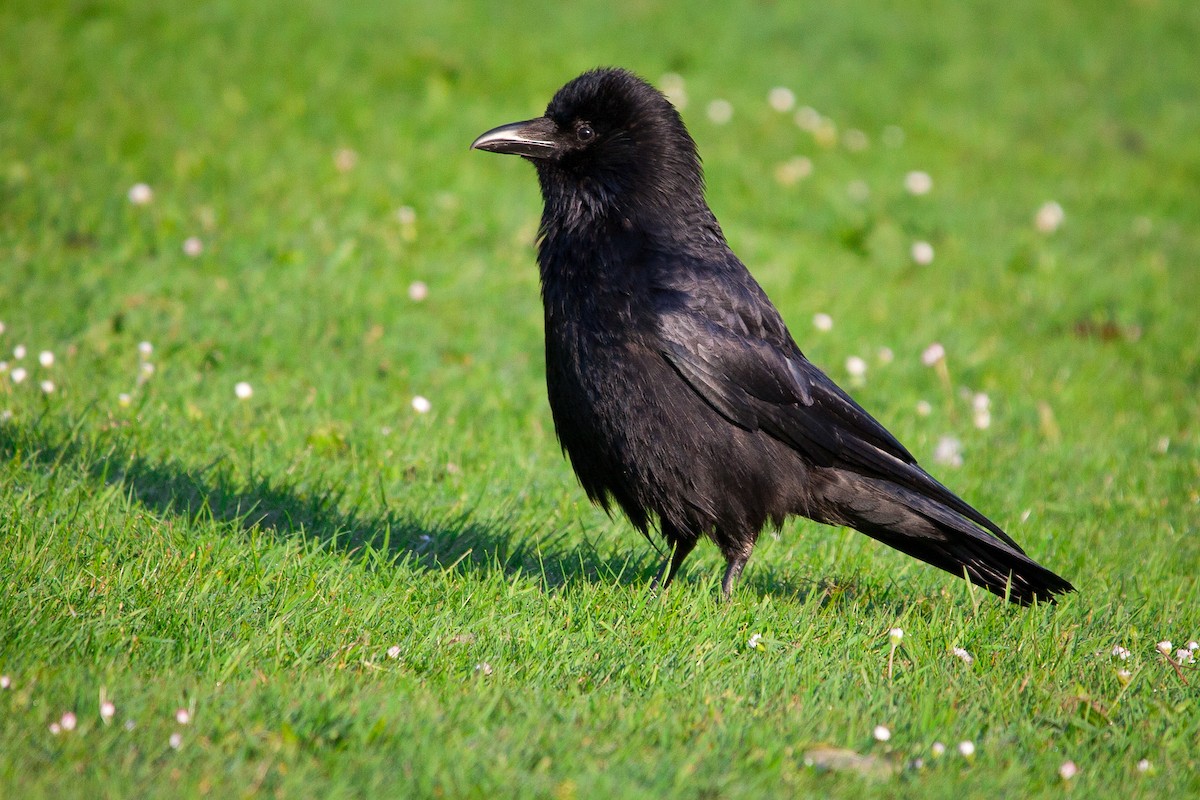 Carrion Crow - Alistair Walsh