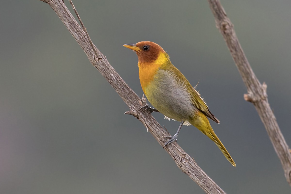 Rufous-headed Tanager - Alexandre Gualhanone