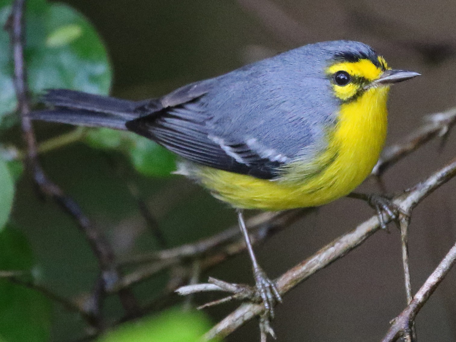 St. Lucia Warbler - Stu Elsom