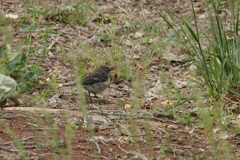 Yellow-rumped Warbler (Audubon's) - ML98024181