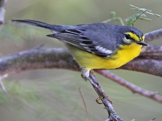  - Adelaide's Warbler