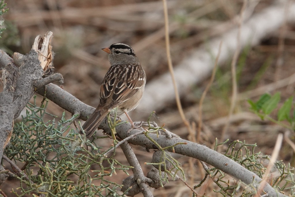 White-crowned Sparrow - ML98024651