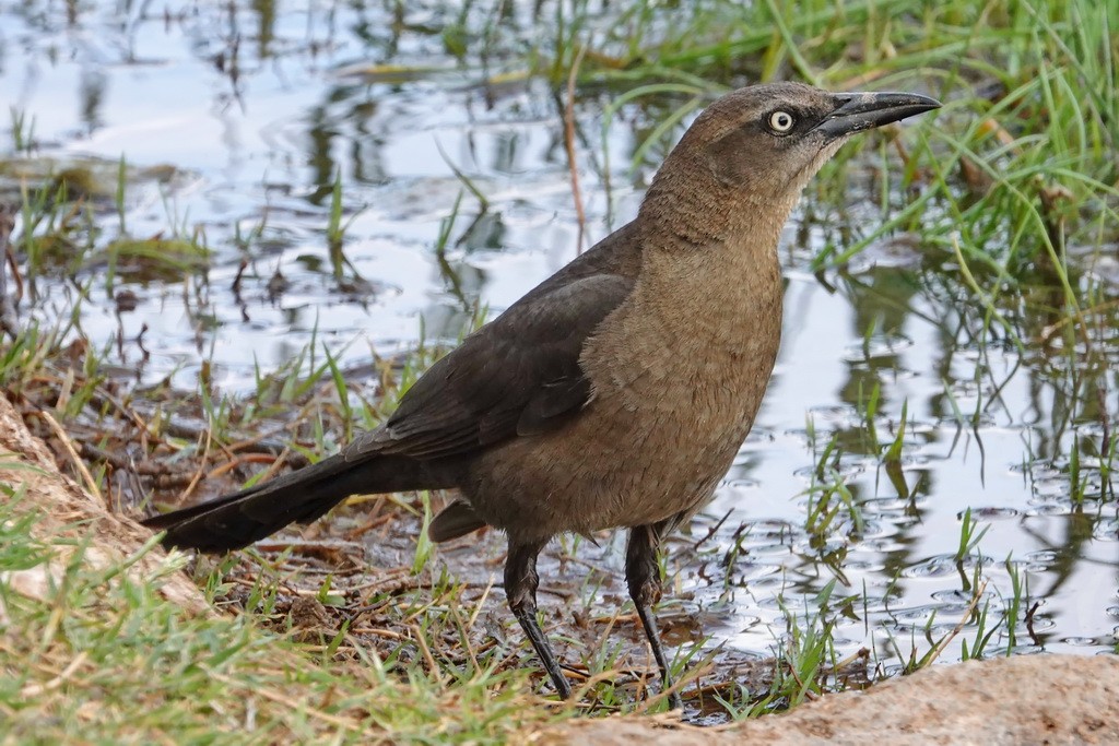Great-tailed Grackle - ML98024831