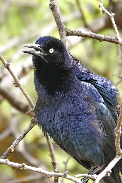 Great-tailed Grackle - Walt Anderson