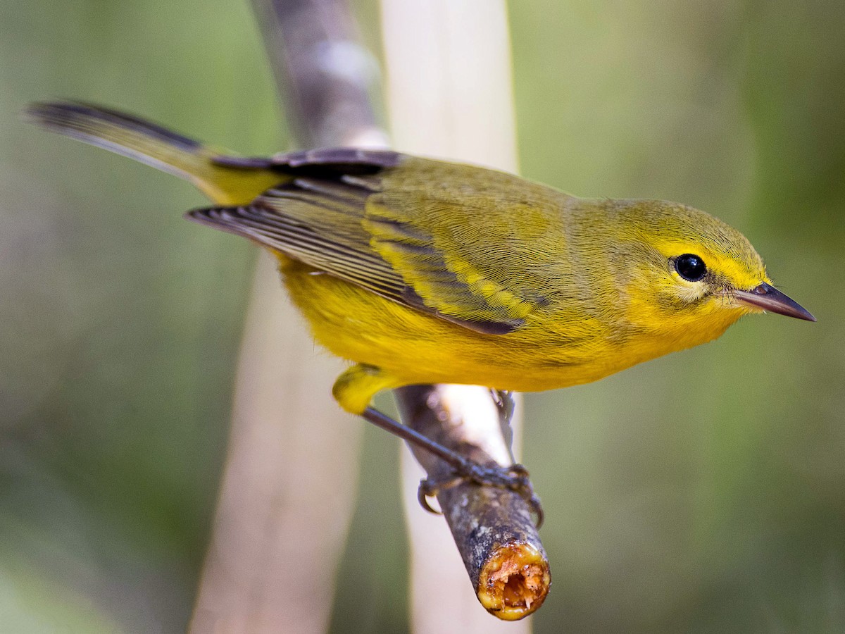 Vitelline Warbler - Setophaga vitellina - Birds of the World