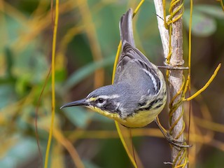  - Bahama Warbler