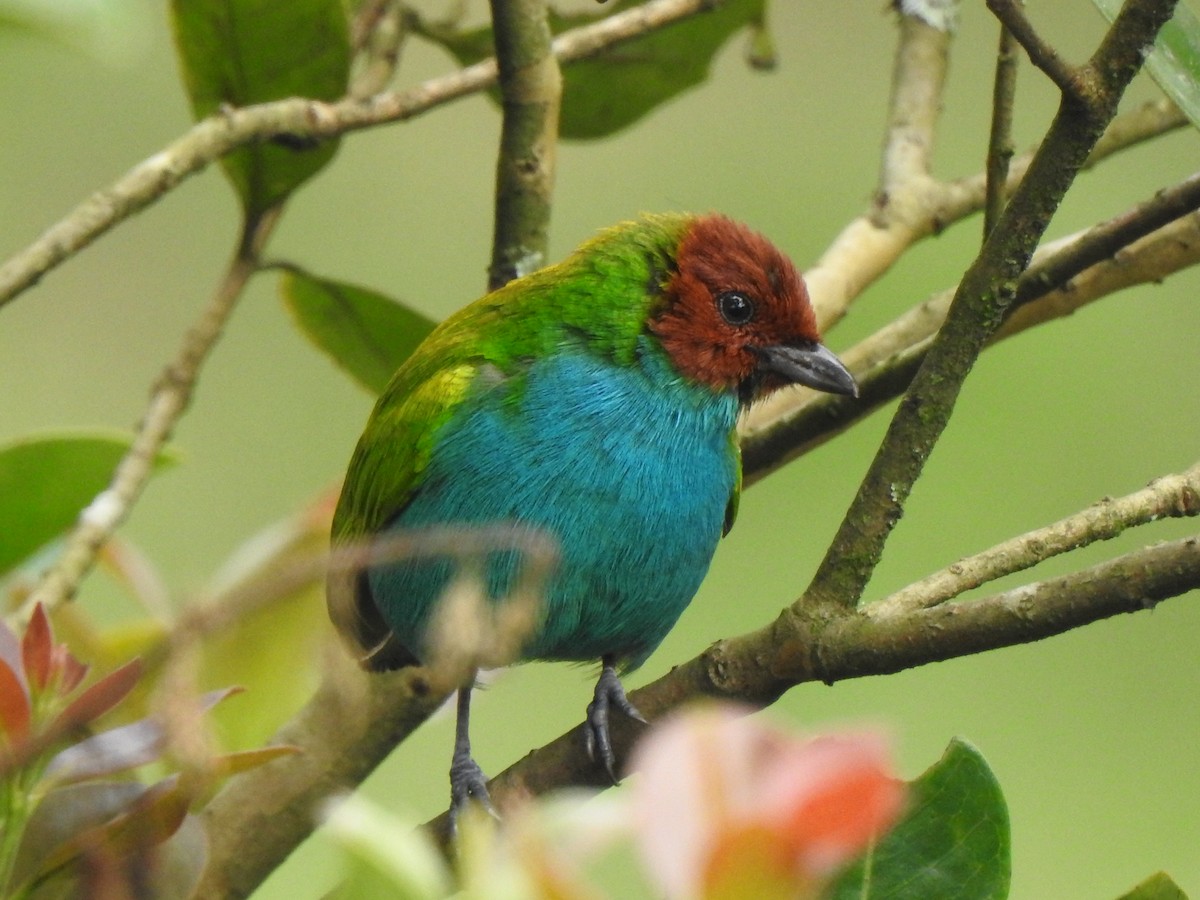 Bay-headed Tanager - ML98027941