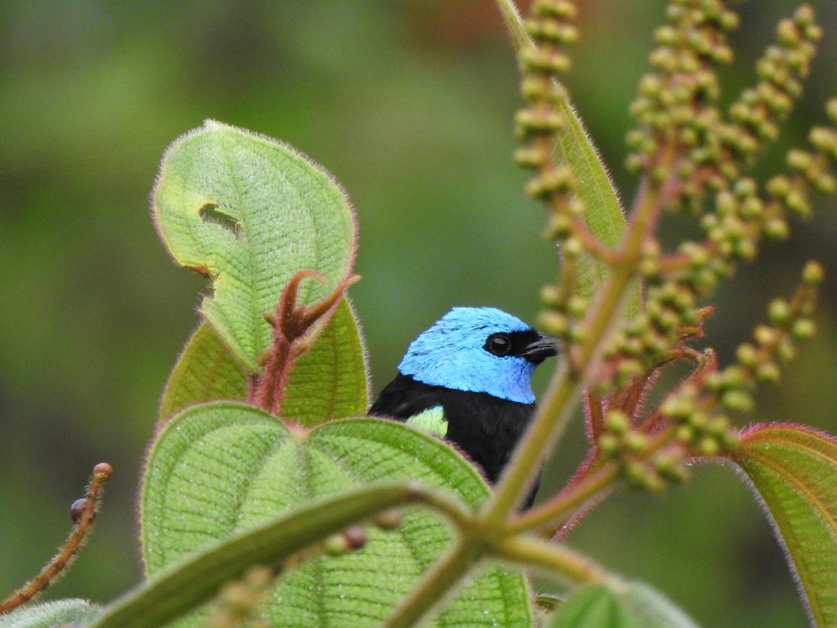 Bay-headed Tanager - ML98028351