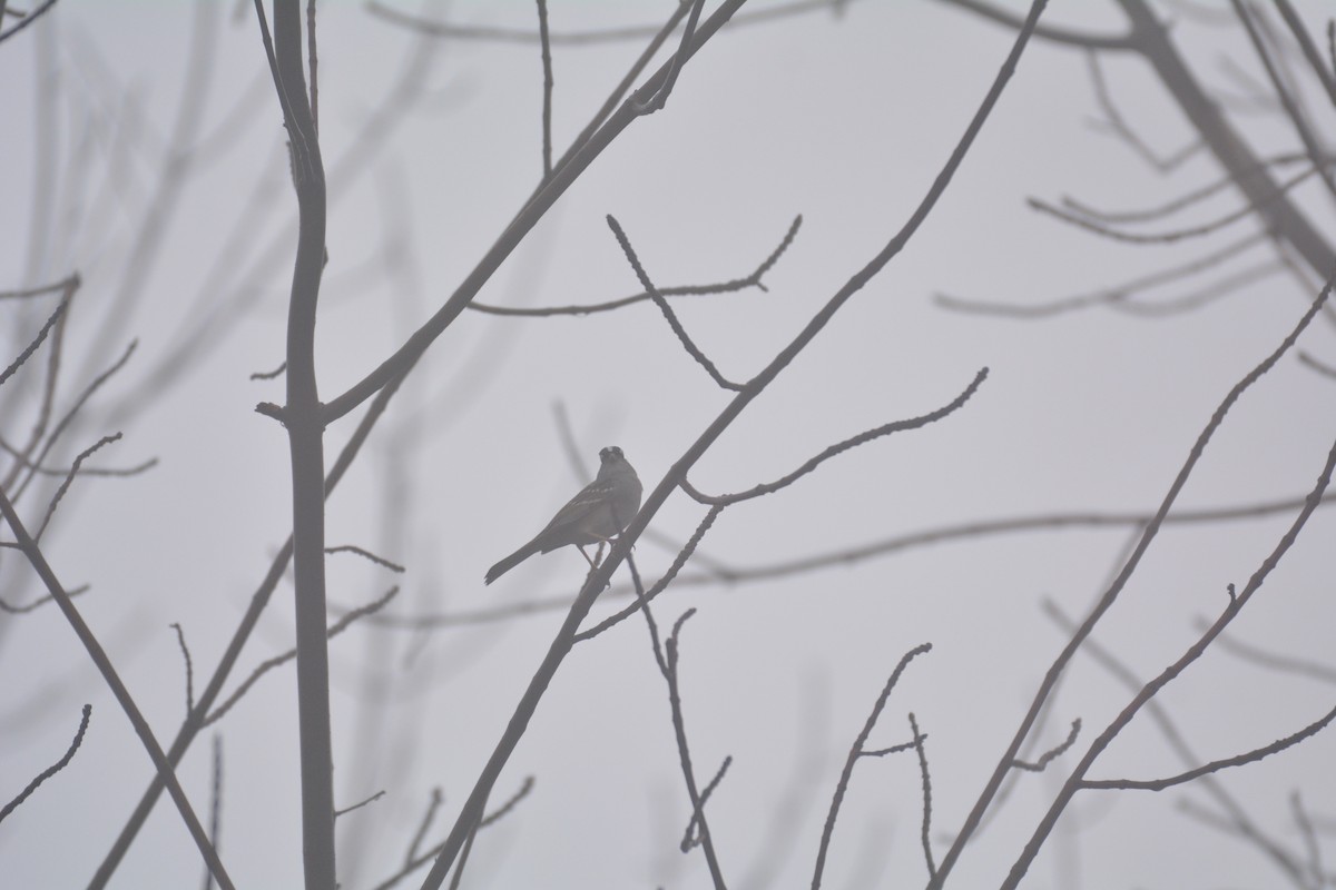 White-crowned Sparrow - ML98028711