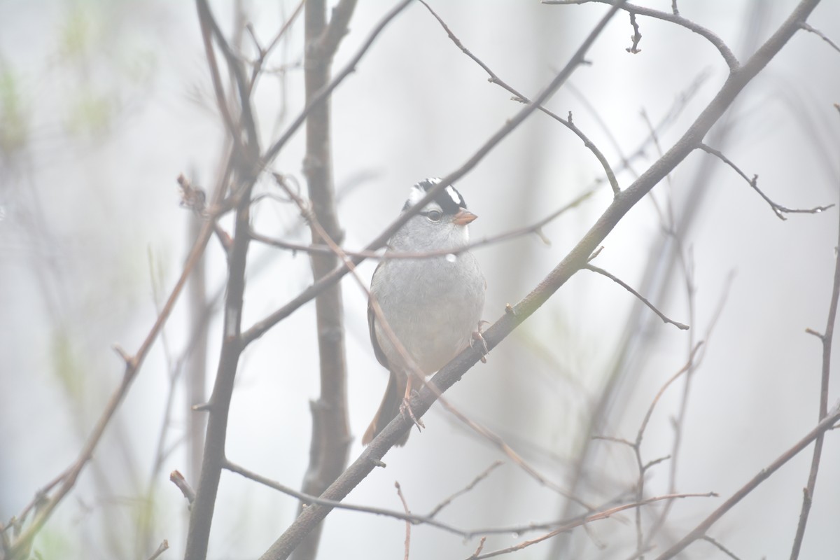 White-crowned Sparrow - ML98028741