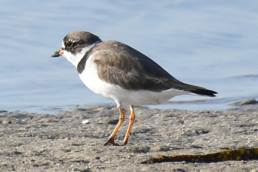 Semipalmated Plover - Sandra Reed