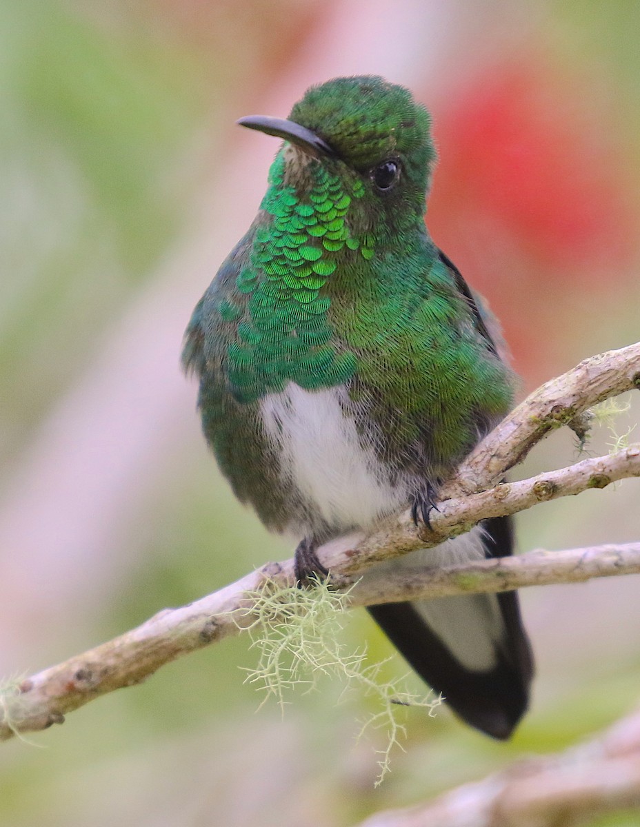 White-tailed Emerald - Anonymous