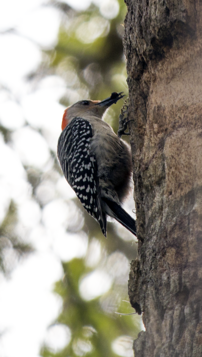 Red-bellied Woodpecker - ML98031231