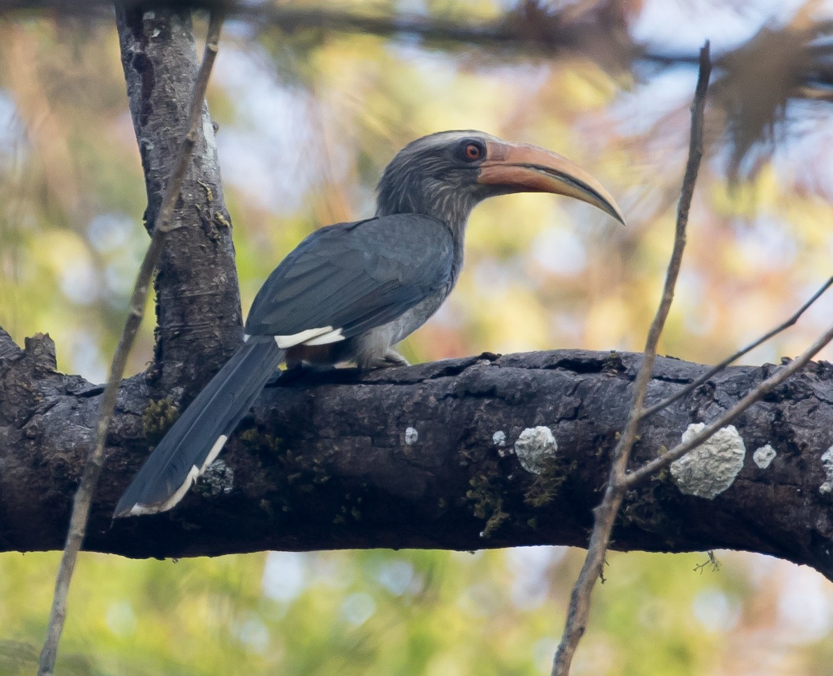Malabar Gray Hornbill - Ian Burgess