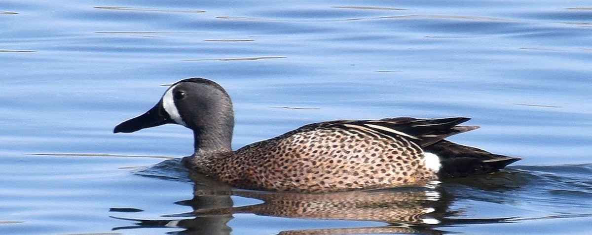 Blue-winged Teal - ML98034221