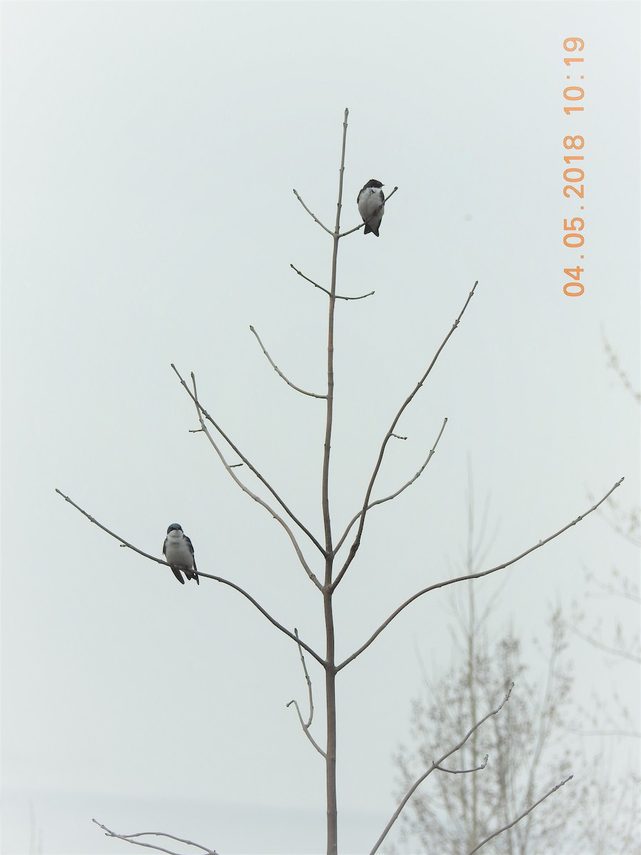 Tree Swallow - Denis Richer