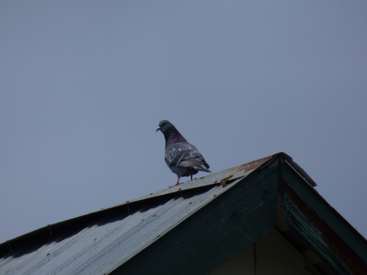 Rock Pigeon (Feral Pigeon) - Amanda Walker