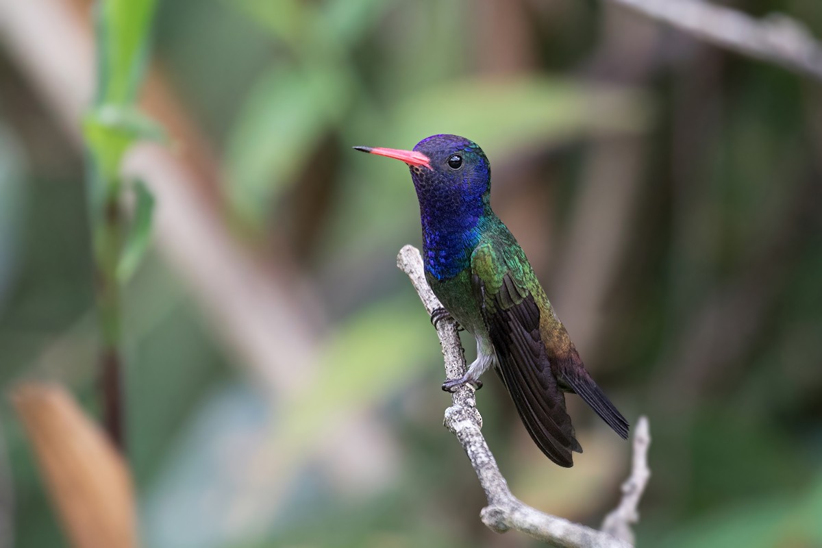 White-chinned Sapphire - Alexandre Gualhanone