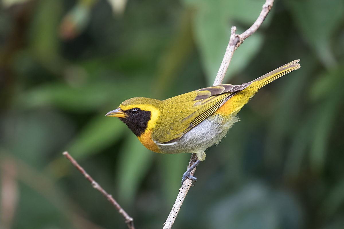 Guira Tanager - Alexandre Gualhanone