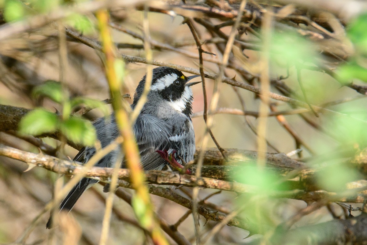 Black-throated Gray Warbler - ML98039451