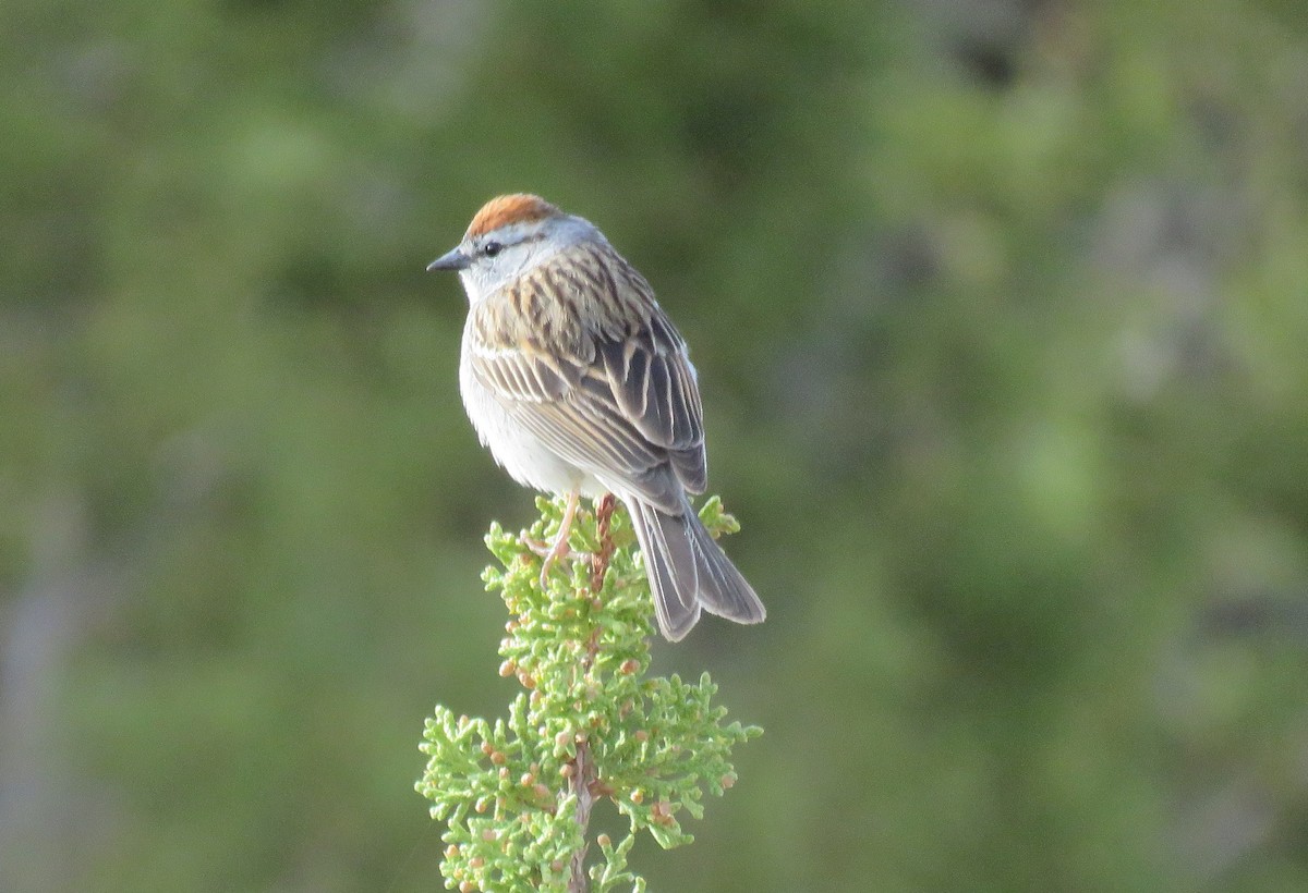 Chipping Sparrow - ML98040151