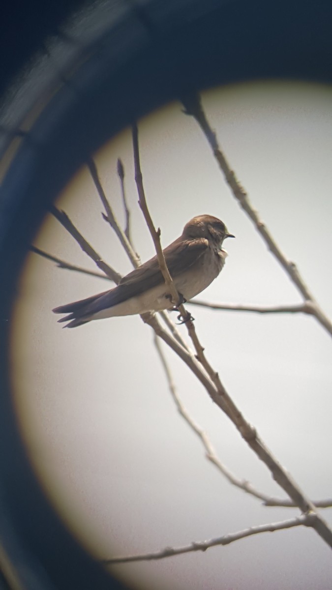 Northern Rough-winged Swallow - ML98044001