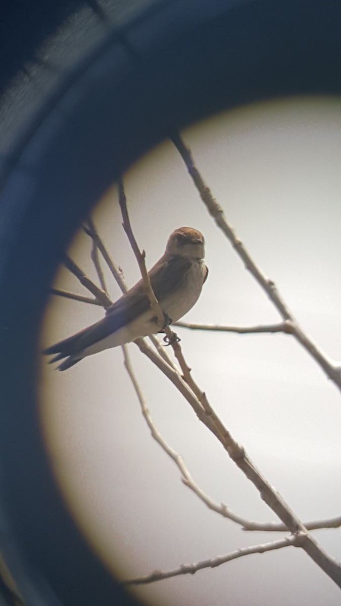 Northern Rough-winged Swallow - ML98044081