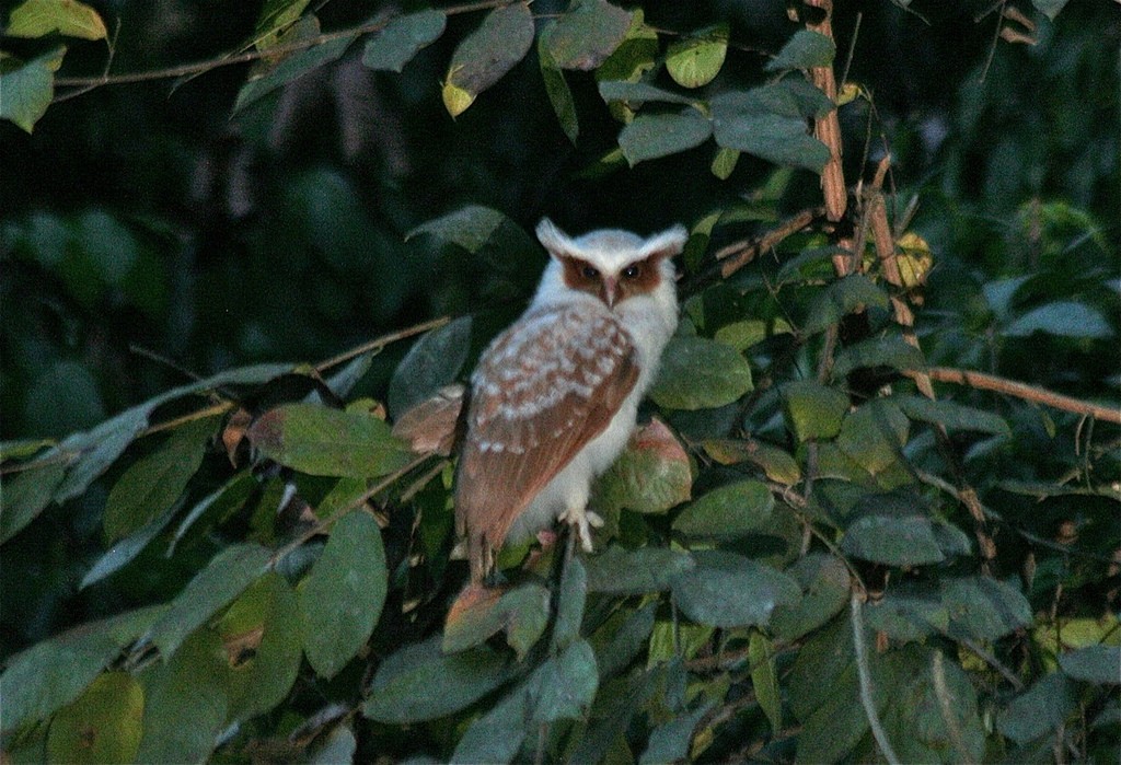 Crested Owl - ML98045091