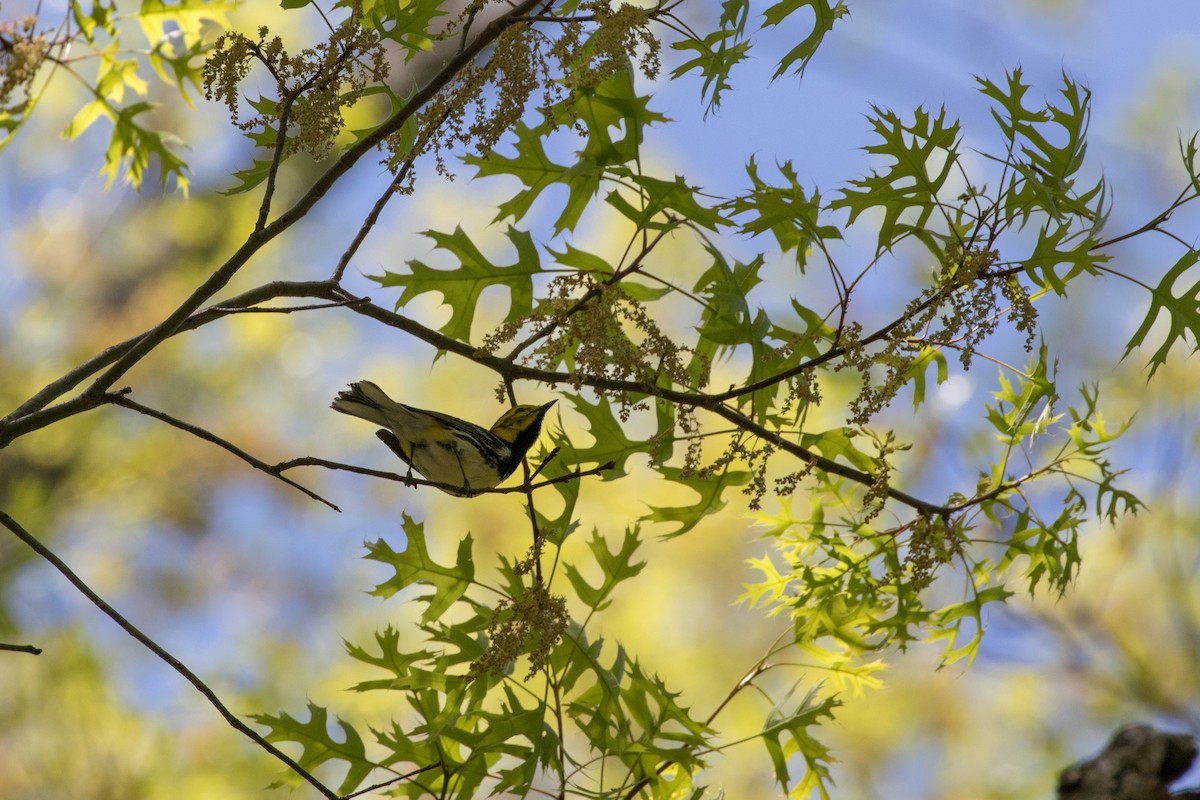 Black-throated Green Warbler - Kern Freesland