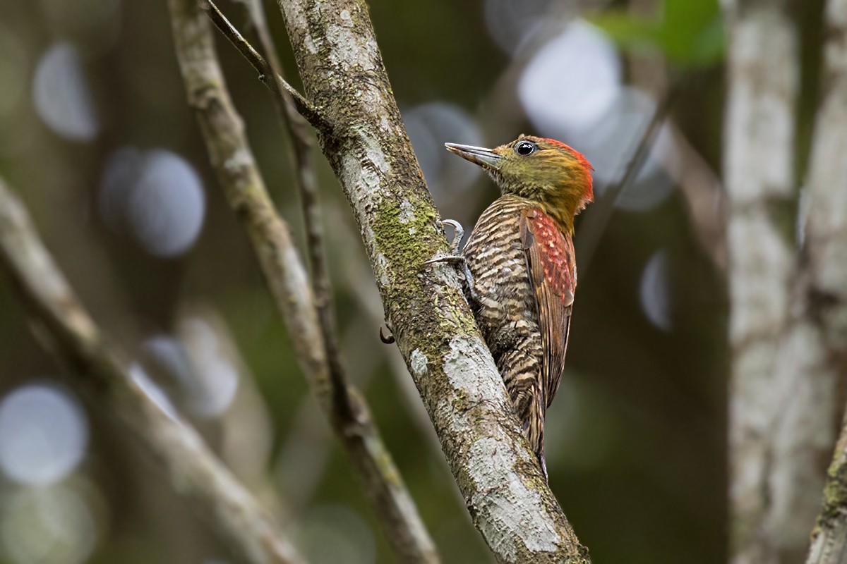 Red-stained Woodpecker - ML98048181