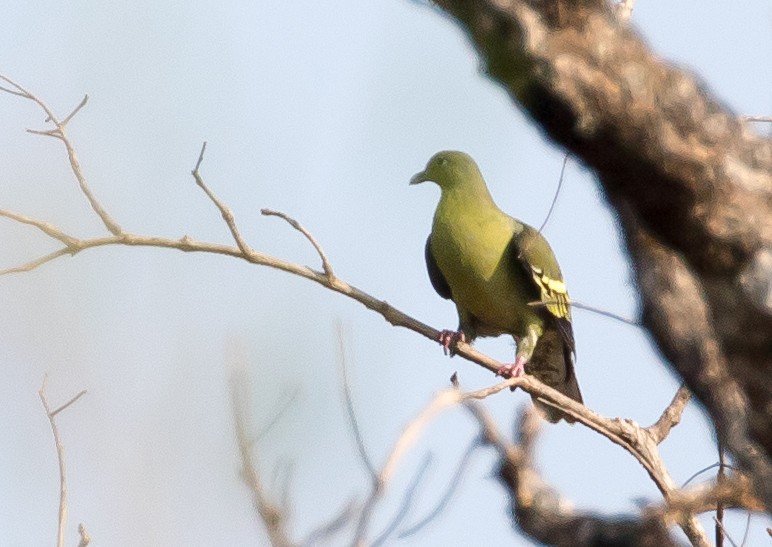 Gray-fronted Green-Pigeon - ML98048851
