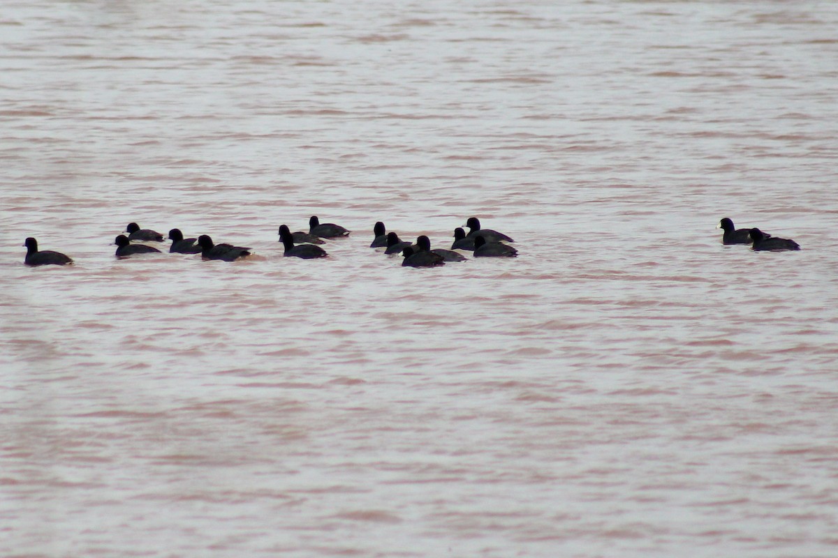 American Coot - Northland College Field Ornithology