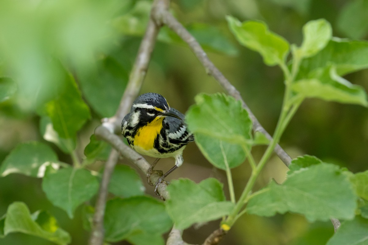 Yellow-throated Warbler - ML98049041