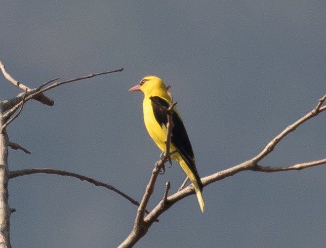 Indian Golden Oriole - ML98050151