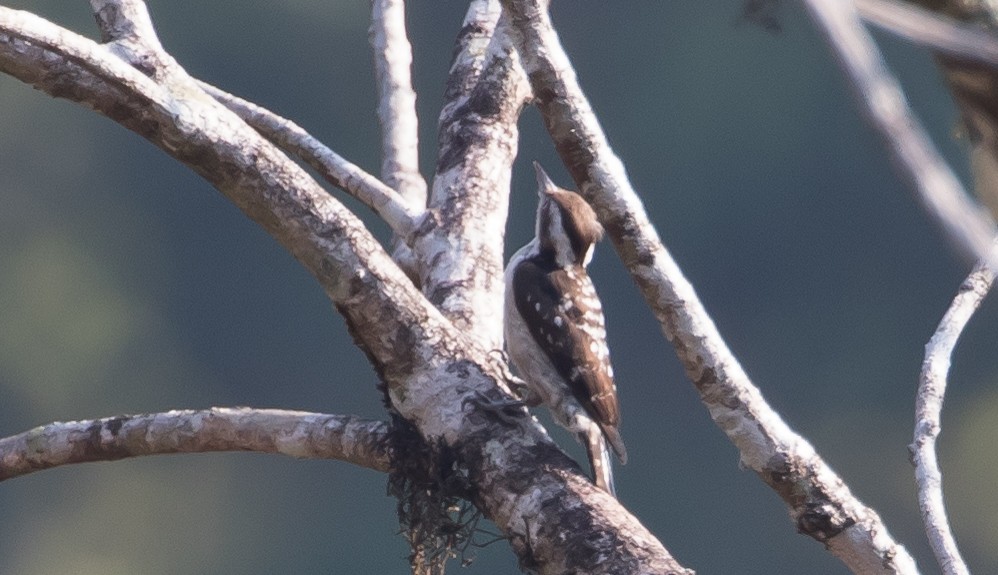 Brown-capped Pygmy Woodpecker - ML98051971