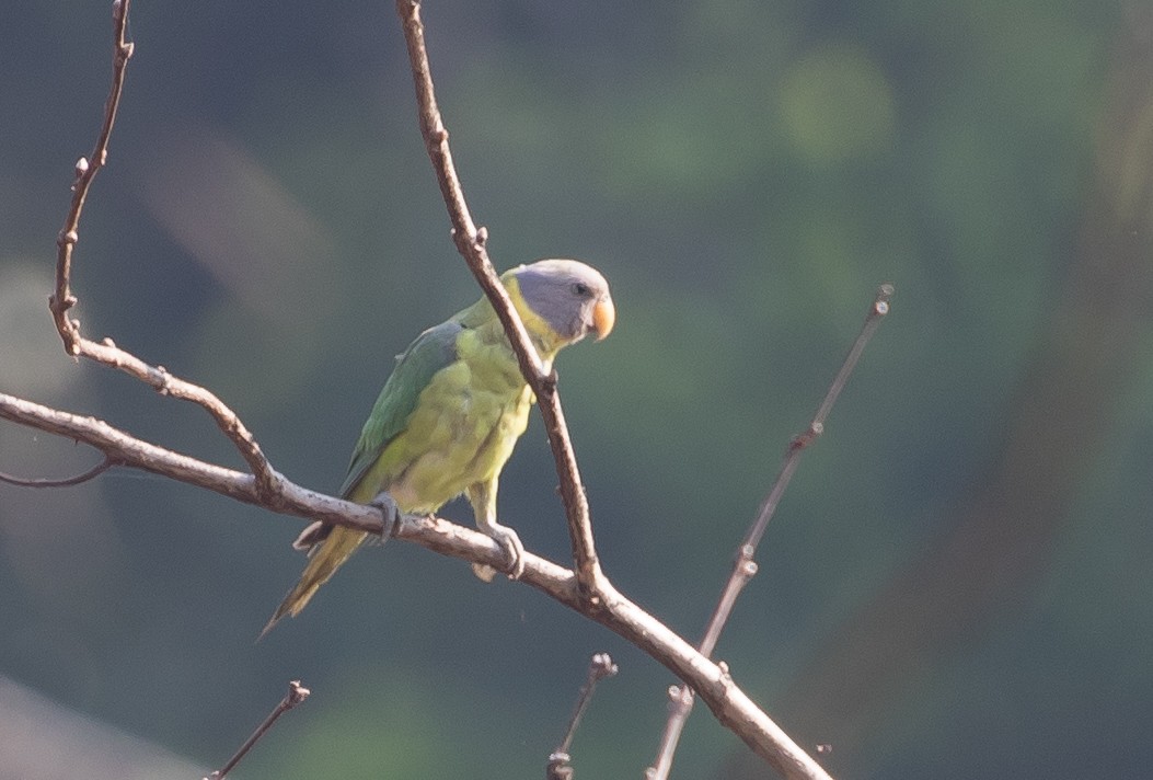 Plum-headed Parakeet - ML98052051