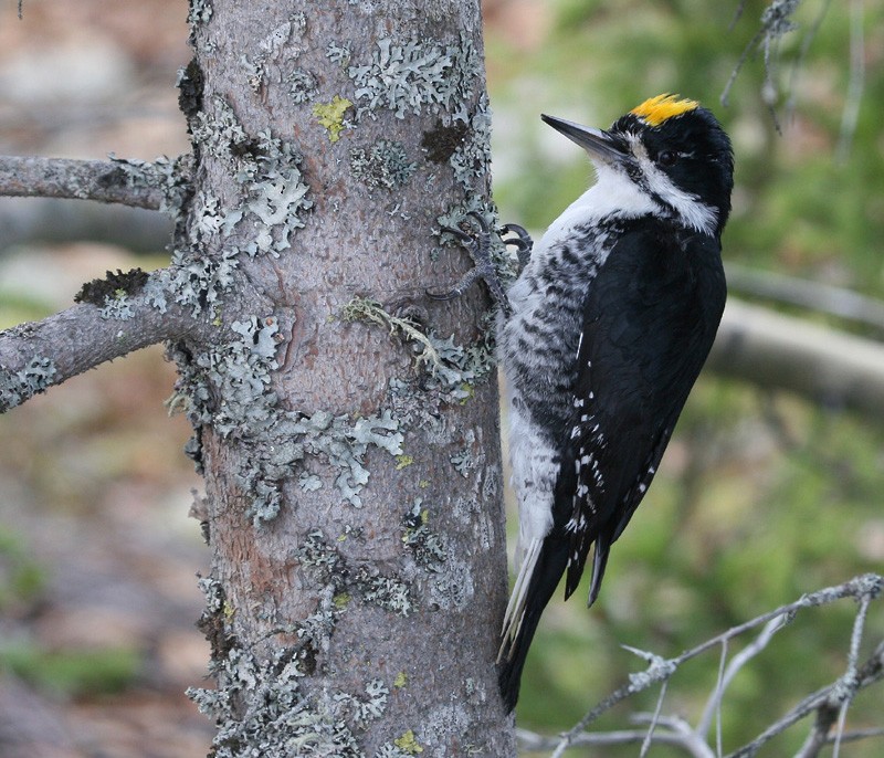 Black-backed Woodpecker - Samuel Denault