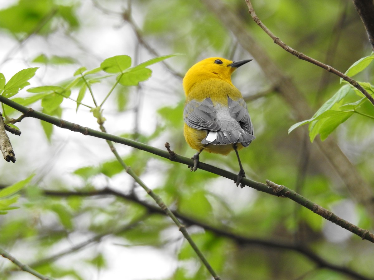 Prothonotary Warbler - ML98054611