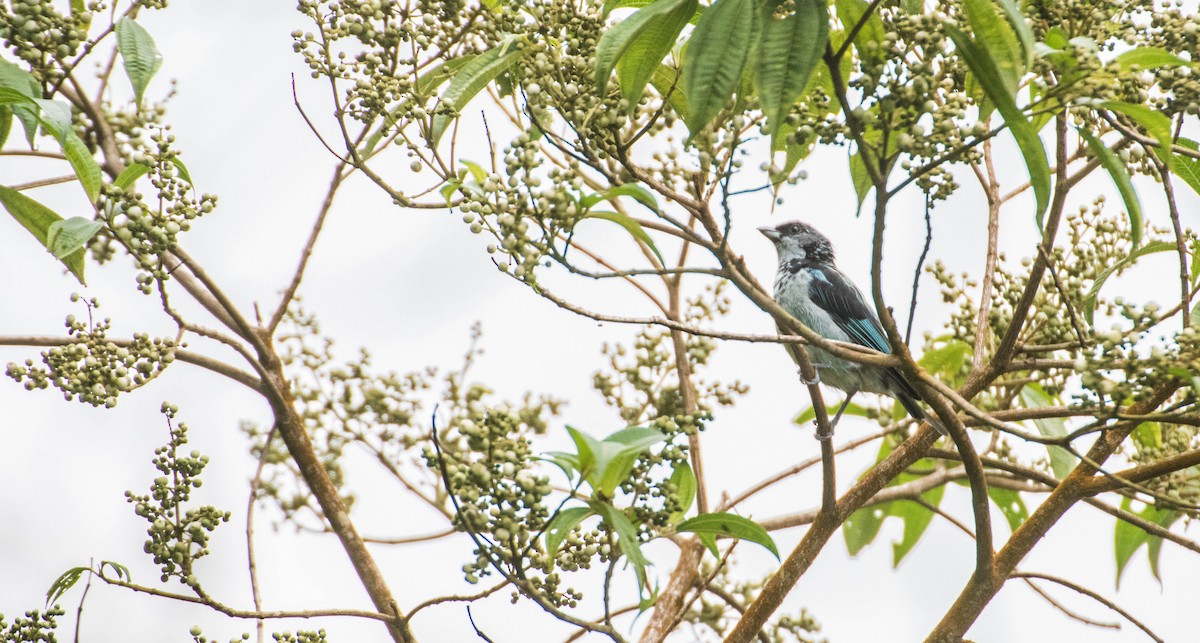 Azure-rumped Tanager - ML98057371